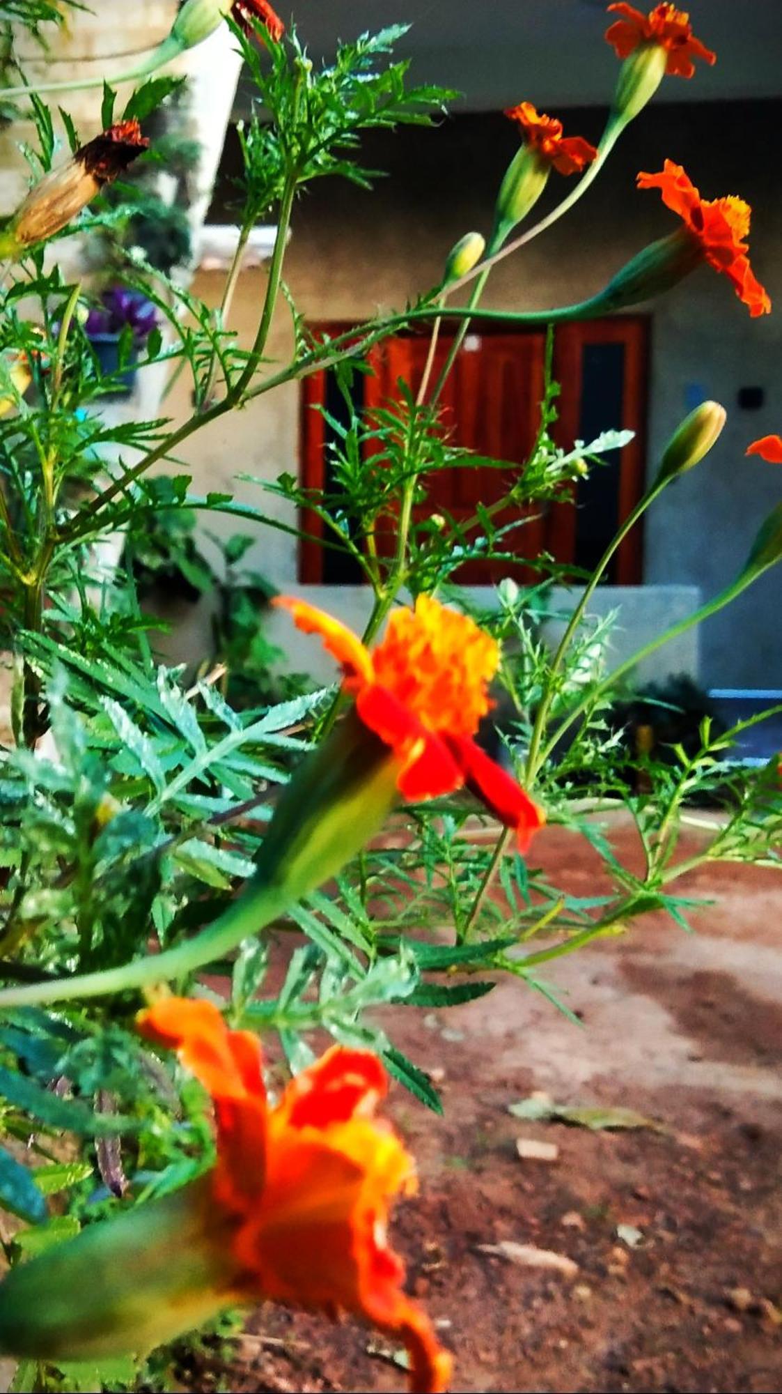 Hushwood Family House Homestay *